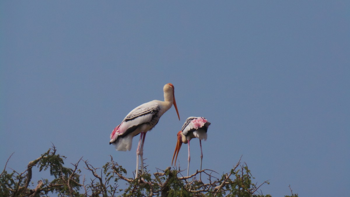 The Stork’s village